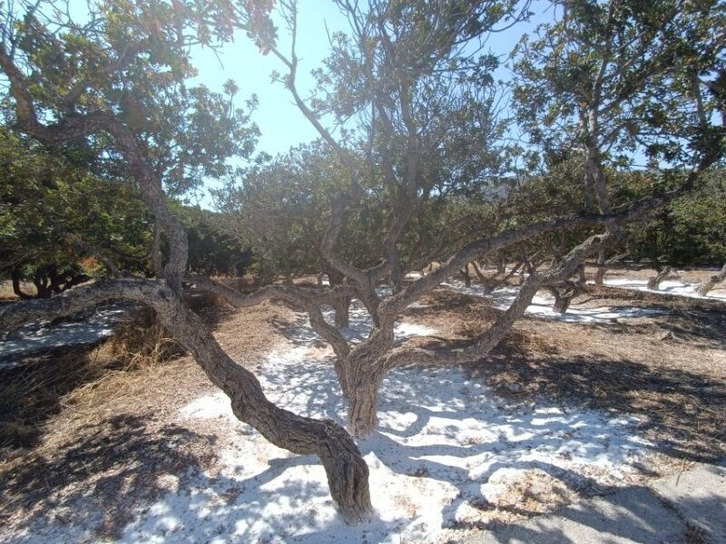 Chios: Half-Day Sightseeing Tour - FAQ