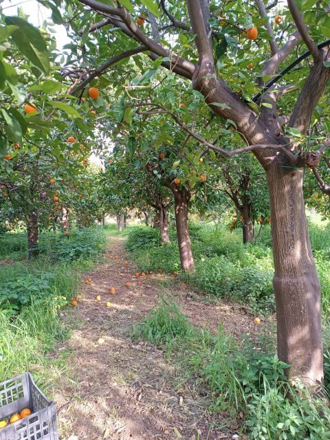 Chios: Orange Farm Trip & Tasting - Citrus museum visit - The Experience in Detail: A Walk Through Chios Citrus Heartland