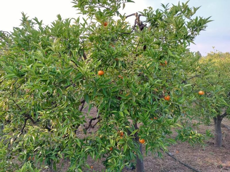 Chios: Orange Farm Trip & Tasting - Citrus museum visit - Who Will Love This Tour?