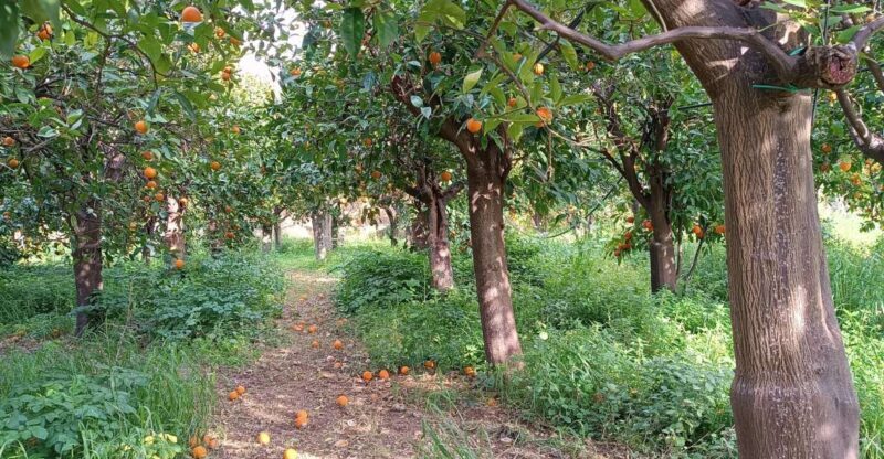 Chios: Orange Farm Trip & Tasting - Citrus museum visit - Final Thoughts