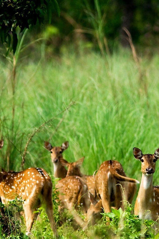 Chitwan 1 Night 2 Day Wildlife Adventure - Discovering Chitwan in Two Days