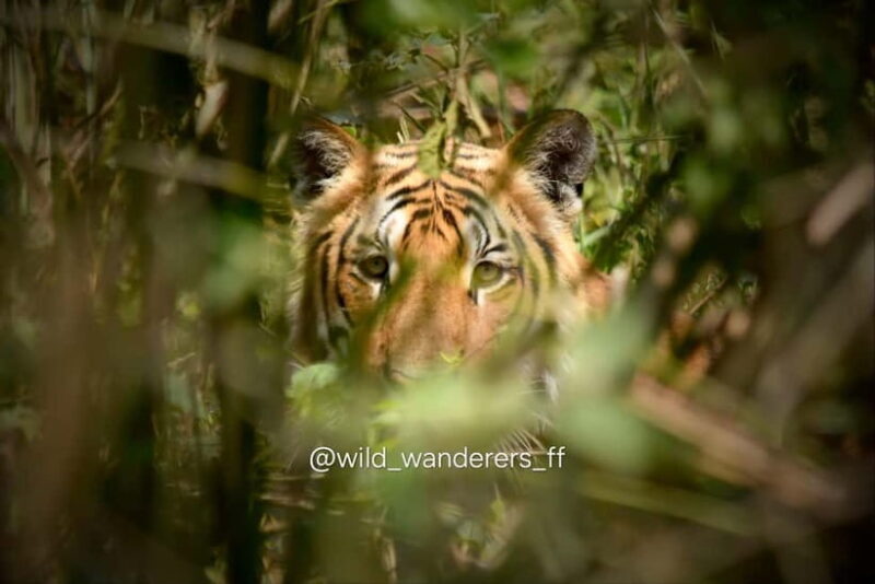 Chitwan: 2 Full day jungle walk with Canoeing all inclusive - Key Points