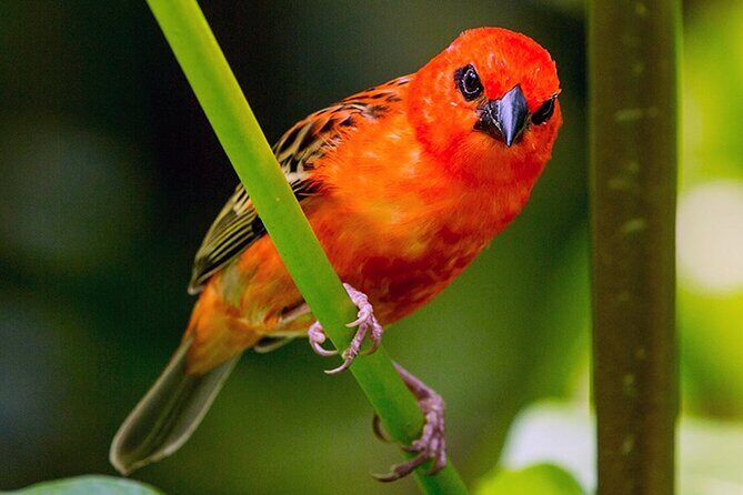 Chitwan 2 Nights All Inclusive Jungle Safari Tour - Experience the Heart of Nepal’s Wildlife with the Chitwan 2-Night All-Inclusive Jungle Safari