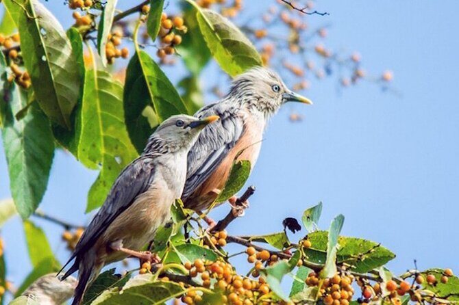 Chitwan 2 Nights All Inclusive Jungle Safari Tour - A Detailed Look at the Chitwan Safari Experience