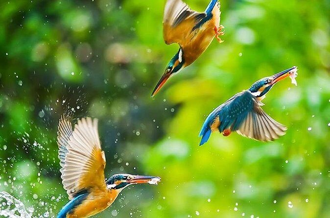 Chitwan 2 Nights All Inclusive Jungle Safari Tour - Why This Tour is Ideal for You