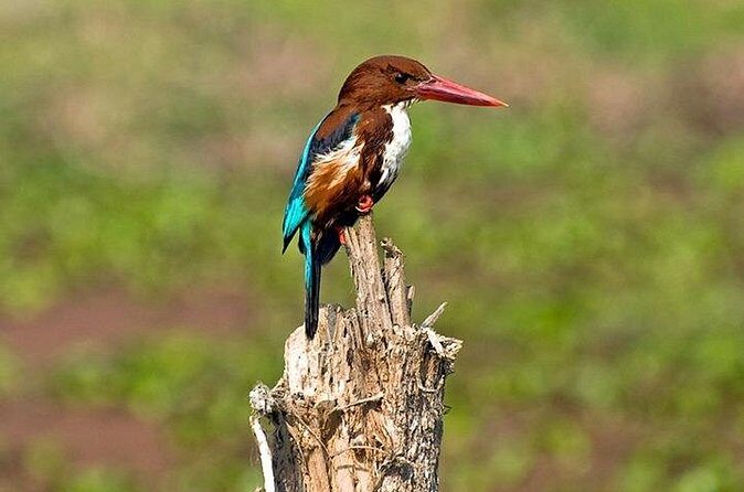 Chitwan 2 Nights All Inclusive Jungle Safari Tour - Final Thoughts