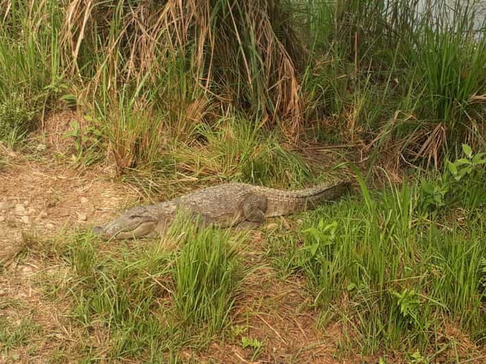 Chitwan: 4-Day Chitwan National Park Tiger Safari Tour - Exploring Nepal’s Chitwan National Park in Detail