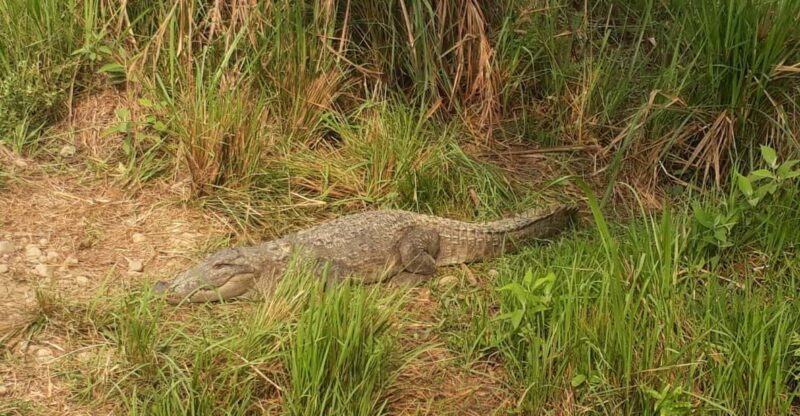 Chitwan: 4-Day Chitwan National Park Tiger Safari Tour - The Sum Up