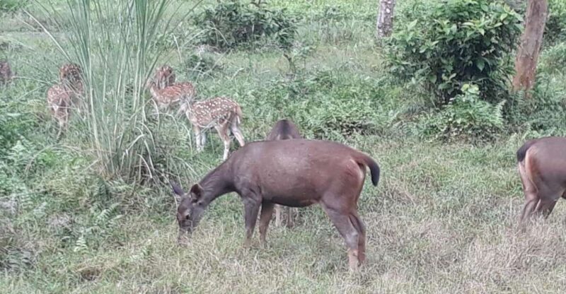 Chitwan Day Tour ( Canoeing+Jungle Walk+ Jeep Safari ) - Key Points