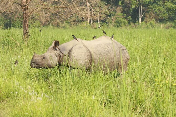 Chitwan Elegance: A 3-Day Luxury Wildlife Experience - Final Thoughts: The True Value of Chitwan Elegance