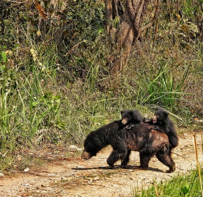 Chitwan: Full-Day Safari Canoeing and Jungle Walk and Jeep - Chitwan: Full-Day Safari Canoeing, Jungle Walk, and Jeep Adventure