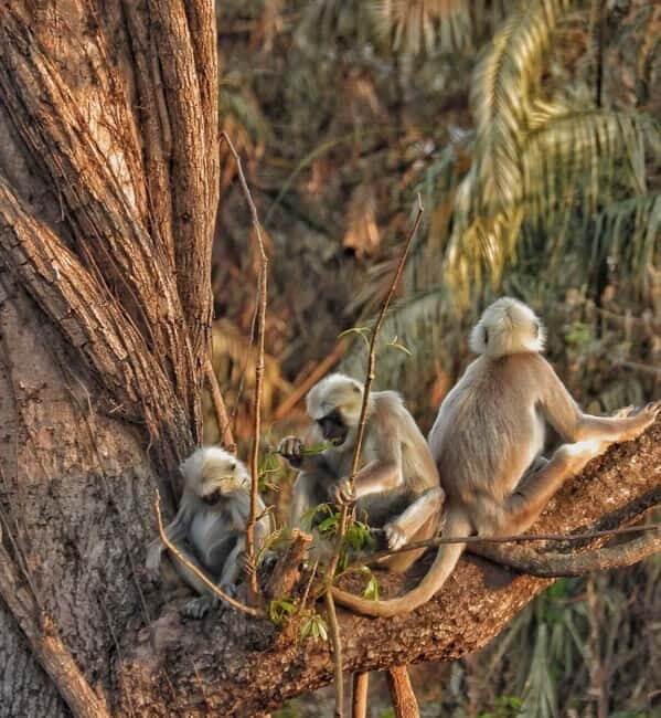 Chitwan: Full-Day Safari Canoeing and Jungle Walk and Jeep - Authenticity and Review Highlights