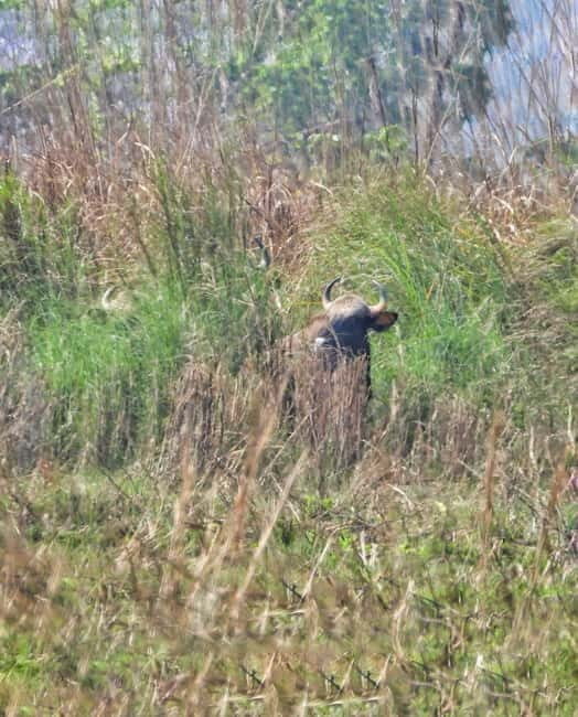 Chitwan: Full-Day Safari Canoeing and Jungle Walk and Jeep - The Sum Up: Who Will Love This Tour?