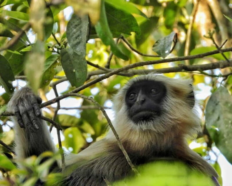 Chitwan: Full-Day Safari Canoeing and Jungle Walk and Jeep - FAQs