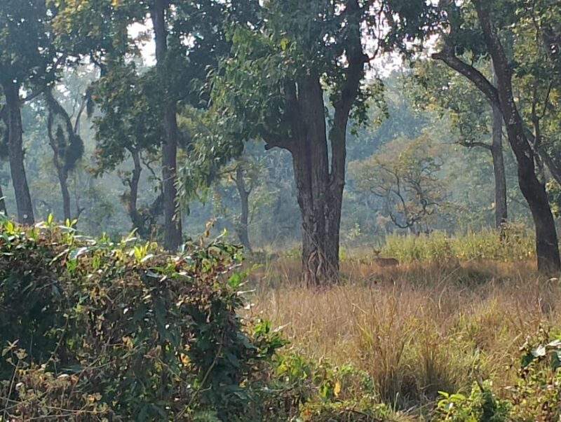 Chitwan: jungle One Night Towerstay in chitwan national park - Chitwan: Jungle One Night Towerstay in Chitwan National Park – A Nature Escape You Won’t Forget