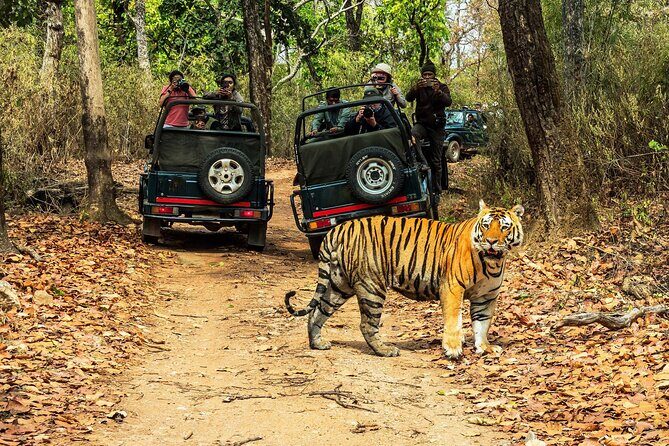 Chitwan Jungle Safari 3-Day Tour - Key Points