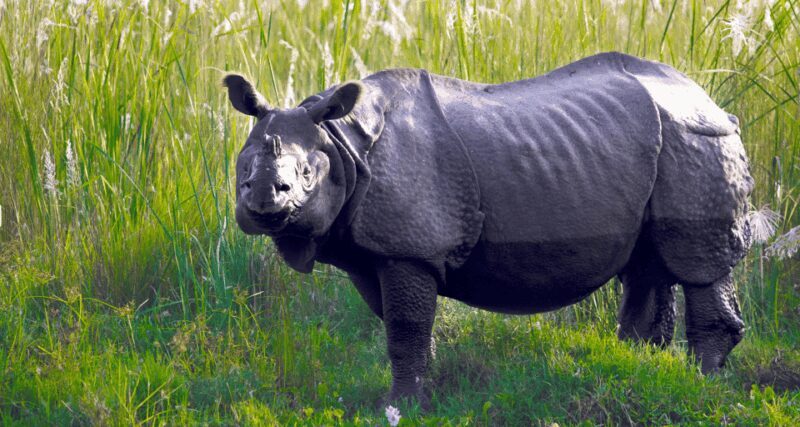 Chitwan Jungle Safari 3 Days- From Kathmandu or Pokhara - Final Words