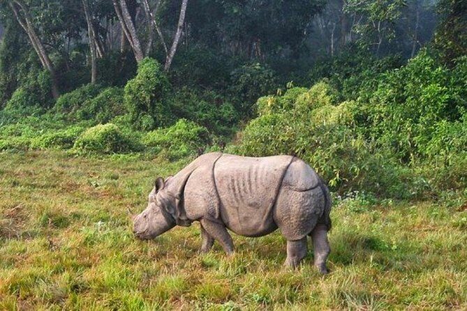 Chitwan Jungle Safari All-Inclusive Package from Kathmandu - Key Points