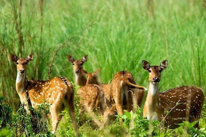 Chitwan Jungle Safari All-Inclusive Package from Kathmandu - Final Thoughts: Is It Worth It?