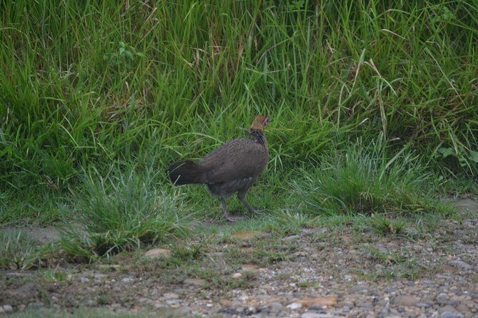 Chitwan Jungle Safari - exotic 2N3D Wildlife Safari Tour - Wrapping It Up