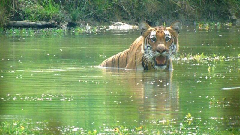Chitwan Jungle Safari Tour: 3-Day Chitwan National Park Tour - What Makes This Tour Stand Out?