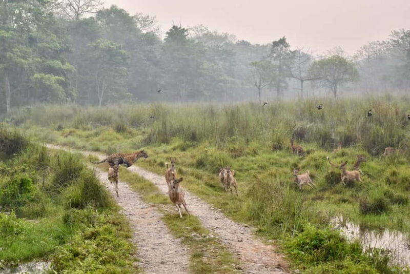 Chitwan National Park: Canoeing and Jungle Walk with Lunch - Exploring the Full Experience of Chitwan National Park’s Canoeing and Jungle Walk
