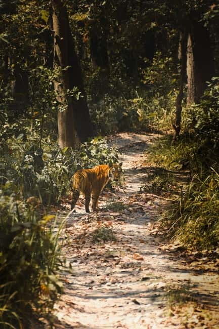 Chitwan National Park: Canoeing and Jungle Walk with Lunch - Final Thoughts
