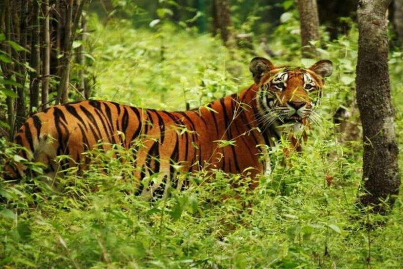 Chitwan National Park Tour - Exploring Chitwan National Park: What to Expect