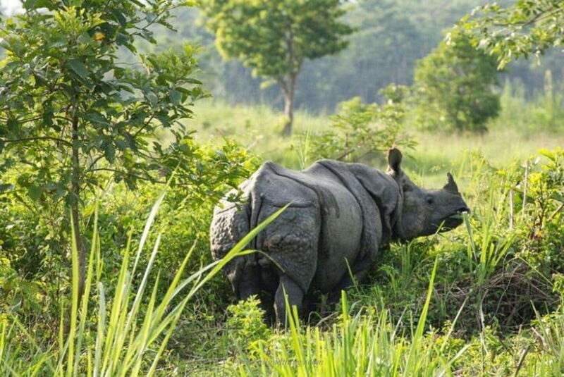 Chitwan National Park Tour - Who Should Consider This Tour?