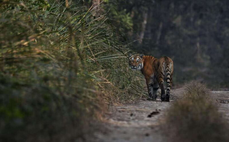 Chitwan National Park Tours: 3 Nights 4 days Full Package - Key Points