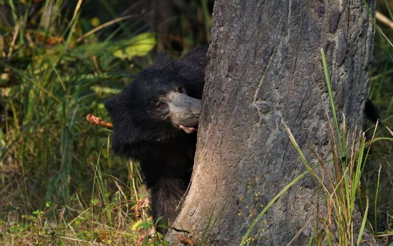 Chitwan National Park Tours: 3 Nights 4 days Full Package - An In-Depth Look at the Chitwan Tour Experience