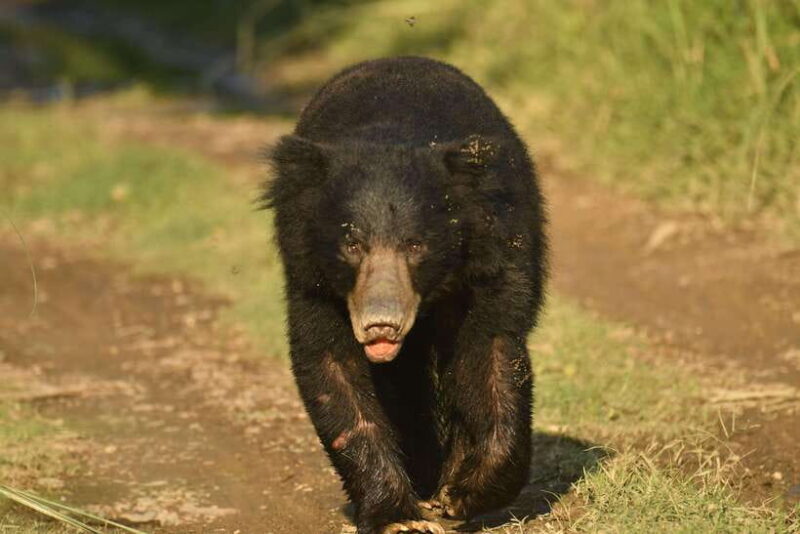 Chitwan National Park Tours: 3 Nights 4 days Full Package - FAQ