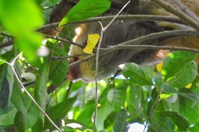 Chocolate and Coffee Tour Farm Don Jorge - Who Should Consider This Tour?