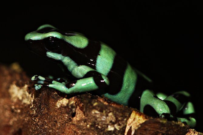 Chocolate and Night Tour in La Fortuna - Practical Details: What You Need to Know