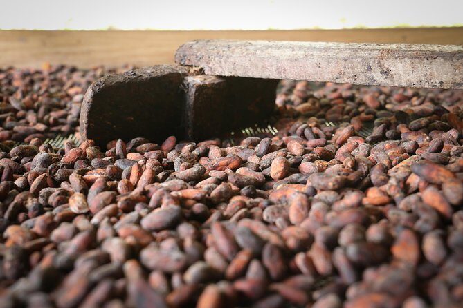 Chocolate & Coffee Farm Experience - A Detailed Look at the Coffee & Cacao Farm Experience