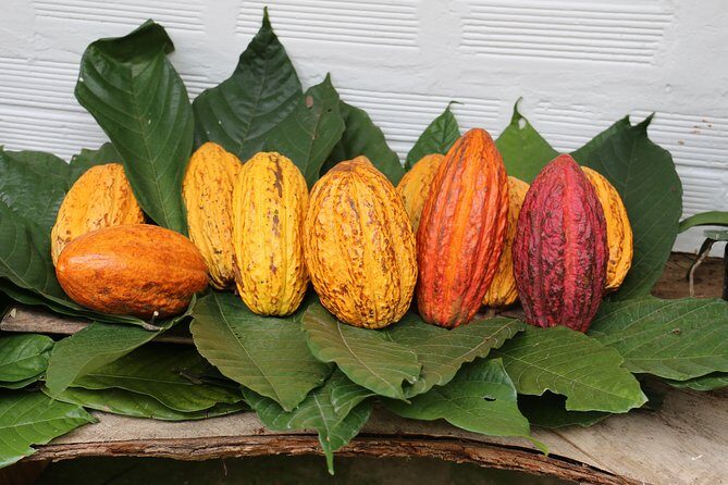 Chocolate & Coffee Farm Experience - Authenticity and Value