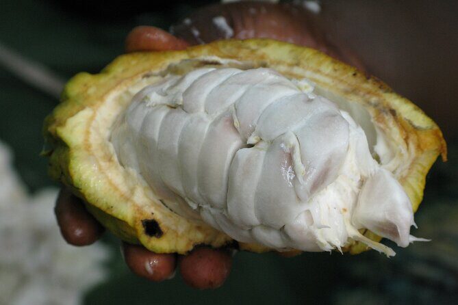 Chocolate, Coffee & Sugar Cane Experience - La Fortuna - Final Thoughts