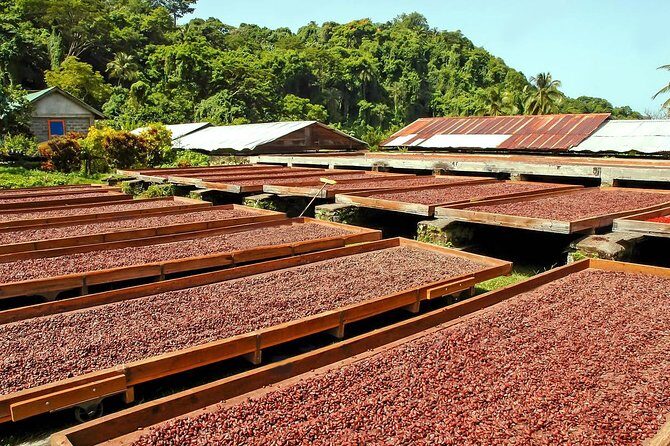 Chocolate Factory Belmont Estate, Annandale Falls & Grand Etang Lake Tour - Detailed Breakdown of the Itinerary