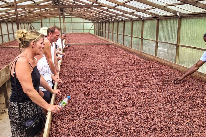 Chocolate Factory Belmont Estate, Annandale Falls & Grand Etang Lake Tour - Final Thoughts