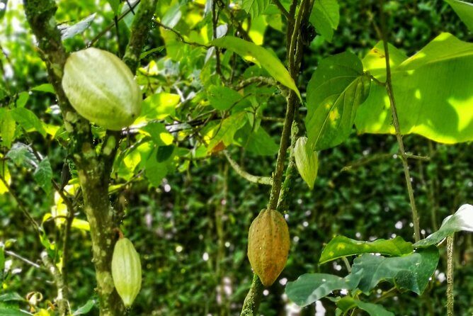 Chocolate Farm Private Tour in Medellin: Real Genuine Experience - Is This Tour Worth the Cost?