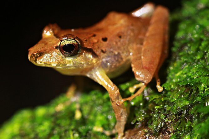 Chocolate Tour and Night Tour - Key Points