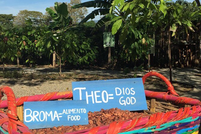 Chocolate Tour in Vallarta - Chocolate Tour in Vallarta: A Sweet Journey from Pod to Pastry