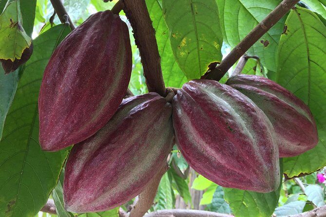Chocolate Tour in Vallarta - A Deep Dive into the Cacao Experience
