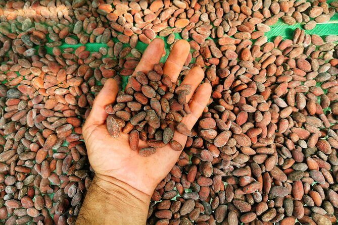 Chocolate Tour Manuel Antonio - A Deep Dive into the Chocolate Tour Manuel Antonio