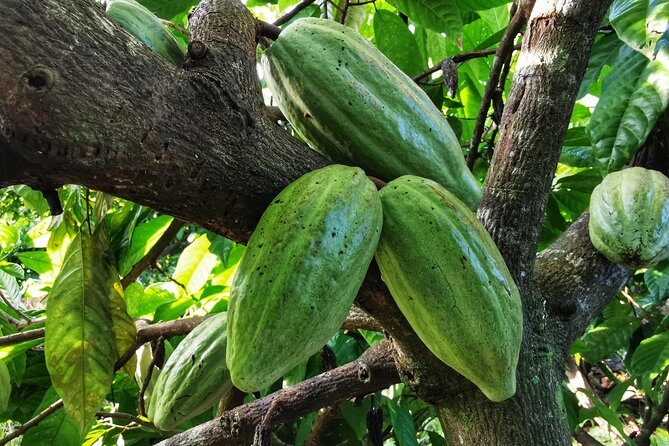 Chocolate Tour Manuel Antonio - Experience the Sweet Side of Costa Rica: Chocolate Tour Manuel Antonio