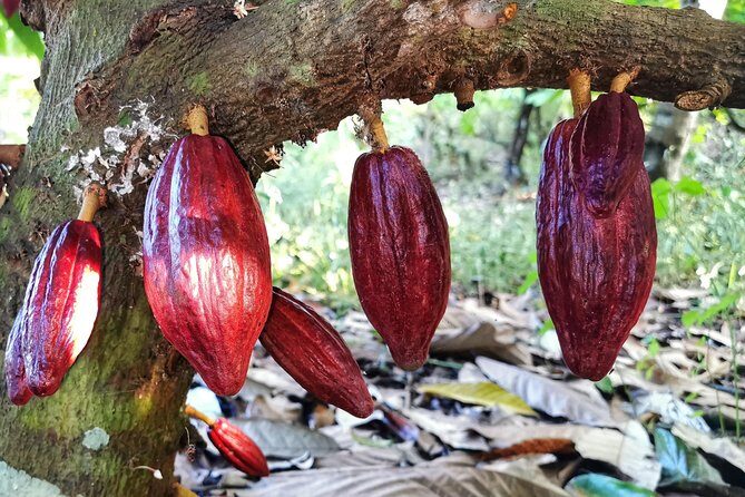 Chocolate Tour Manuel Antonio - Key Points