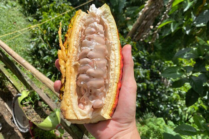 Chocolate tour near Medellin - FAQ