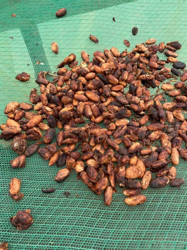 Chocolate tour near the Medellín - Key Points