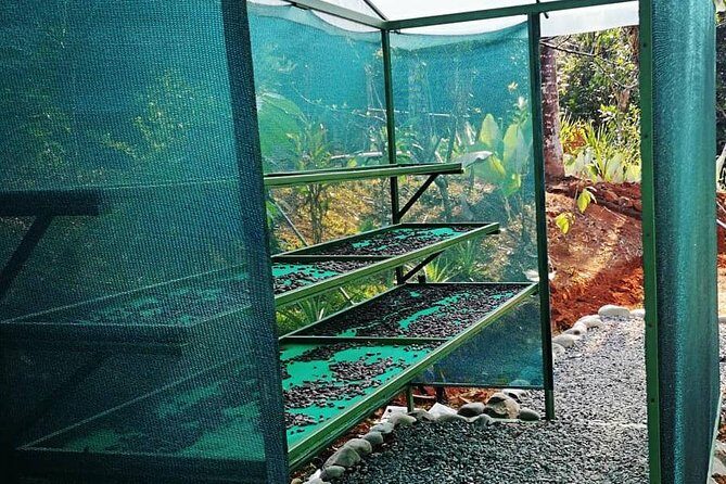 Chocolate Tour Standard #1: Transportation Included without Lunch - A Deep Dive into the Cacao and Coffee World