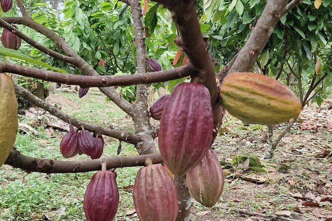 Chocolate Tour with Lunch - FAQ